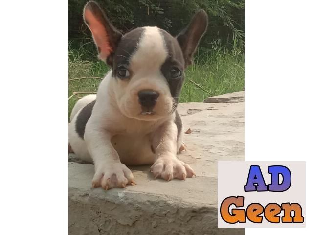used Show Quality French Buldog Pupies Avalible for sale 